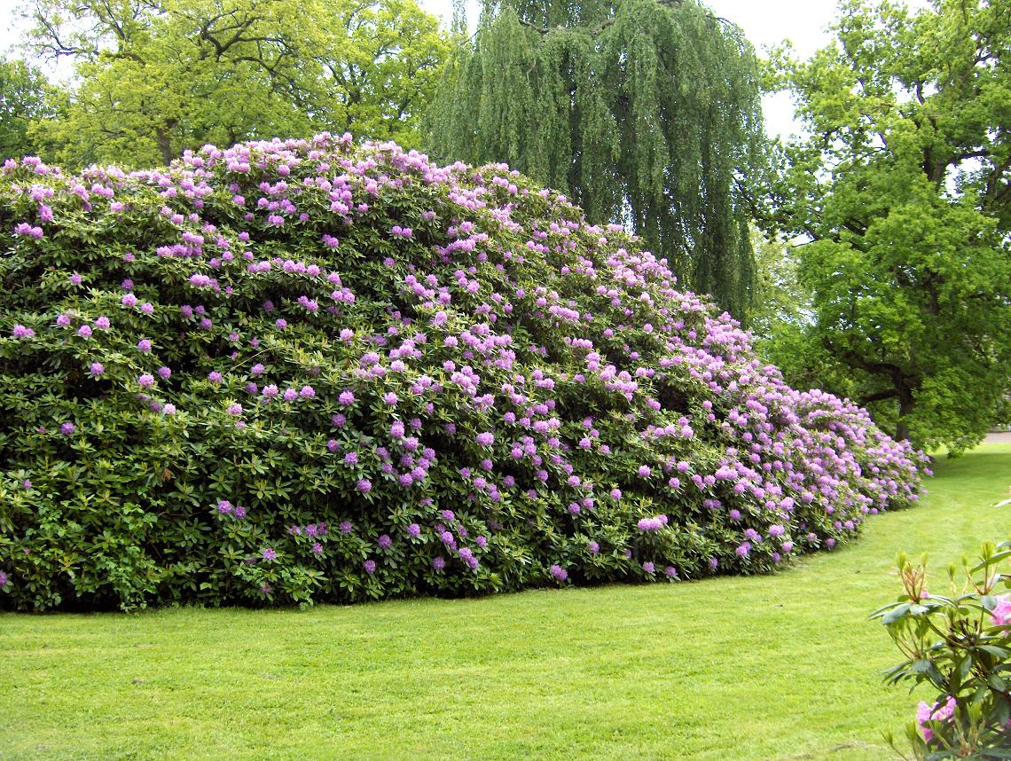 Rhodondendron, Hjuleberg 