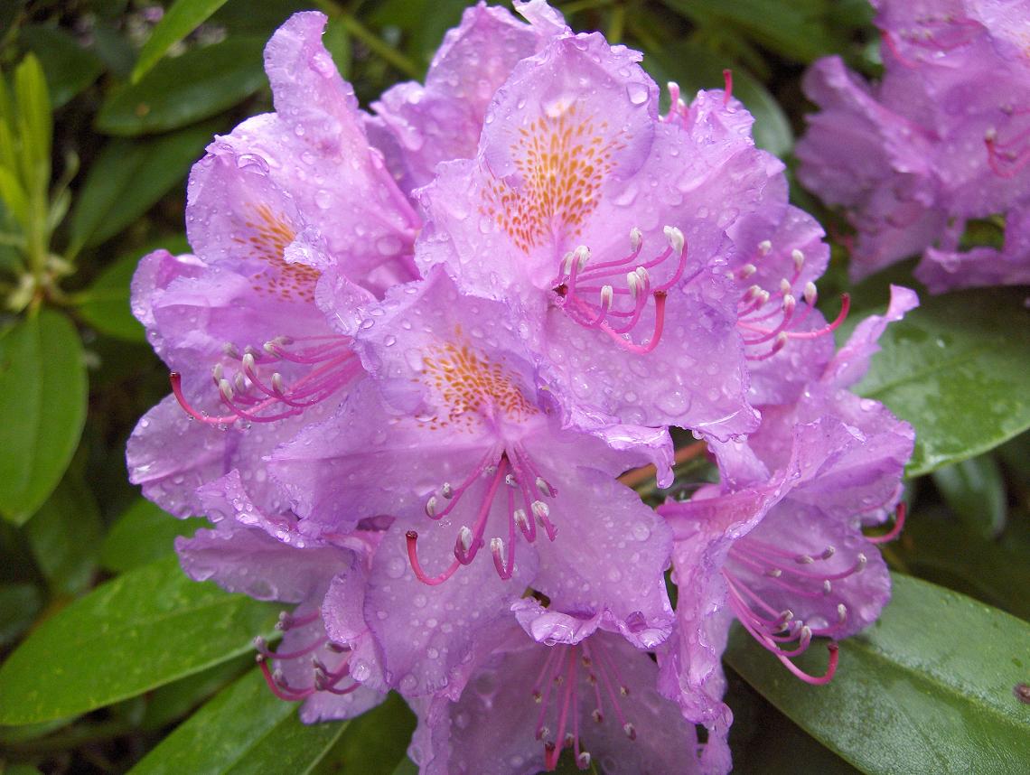 Rhodondendron