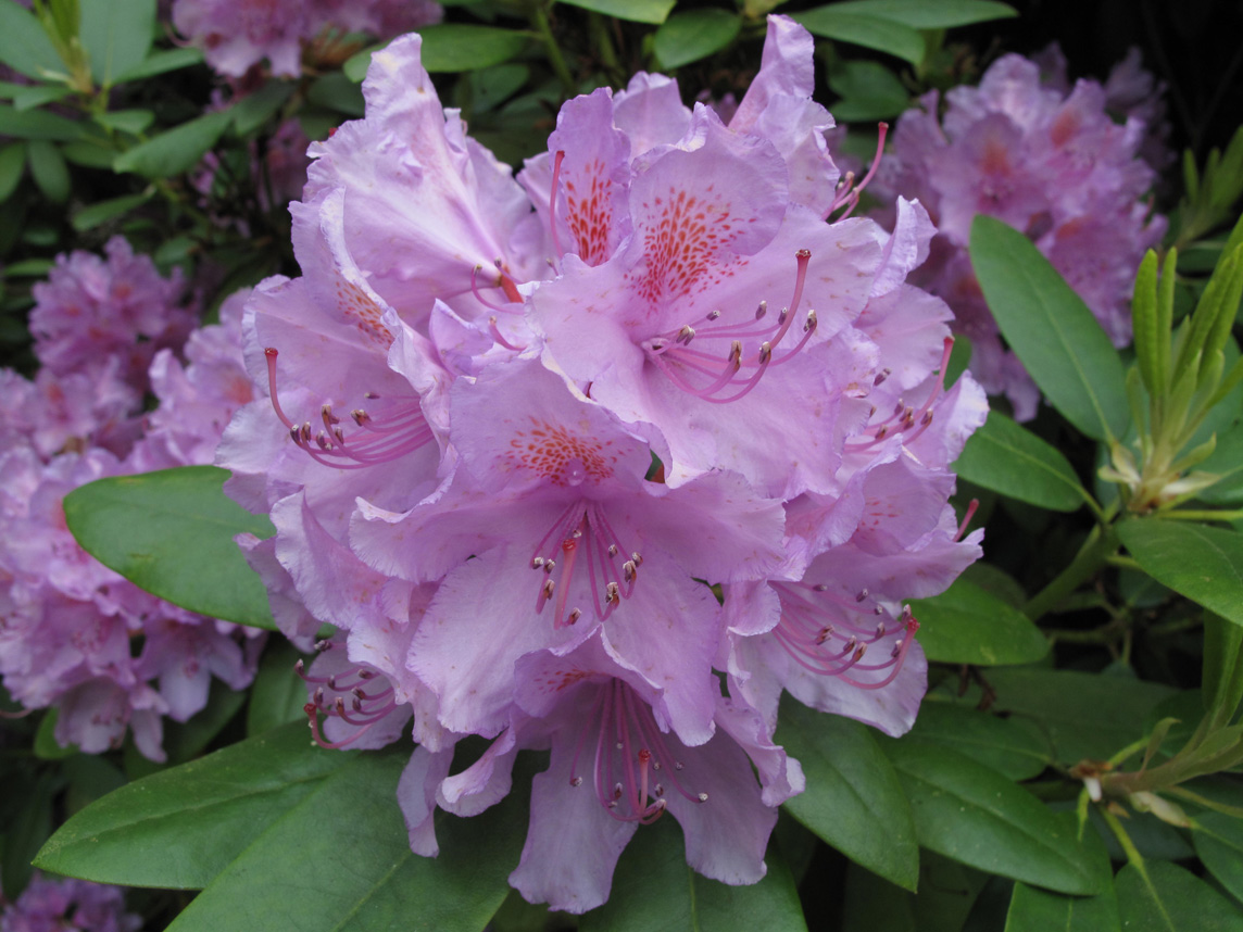  Rhododendron