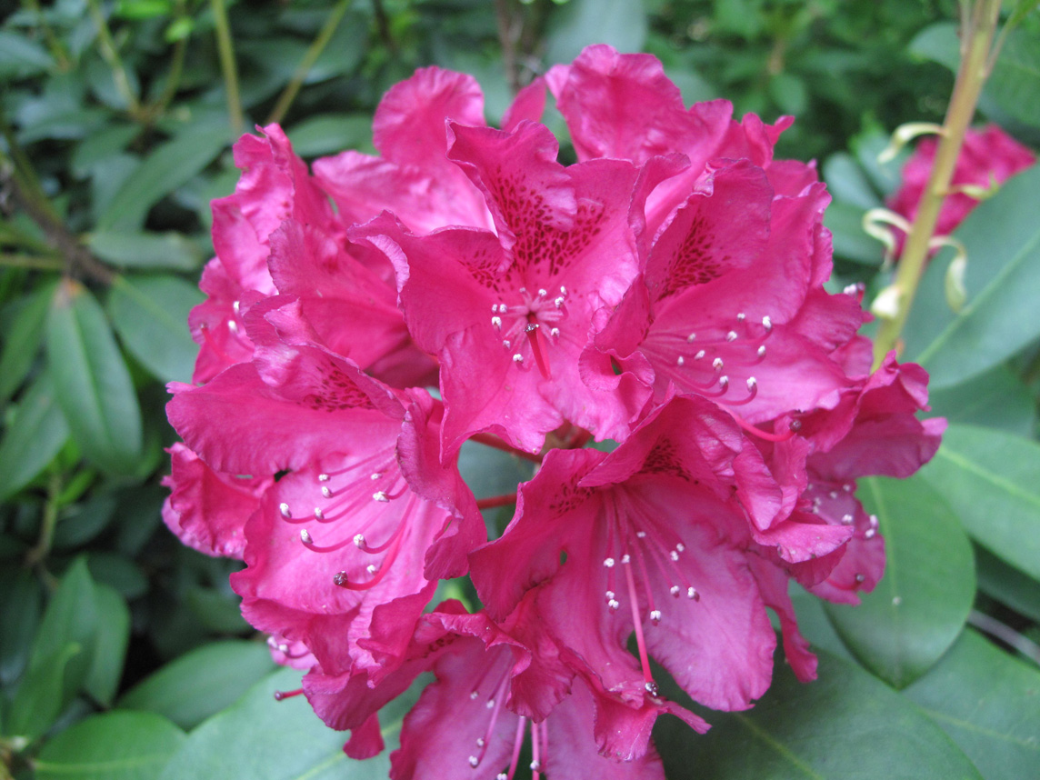  Rhododendron