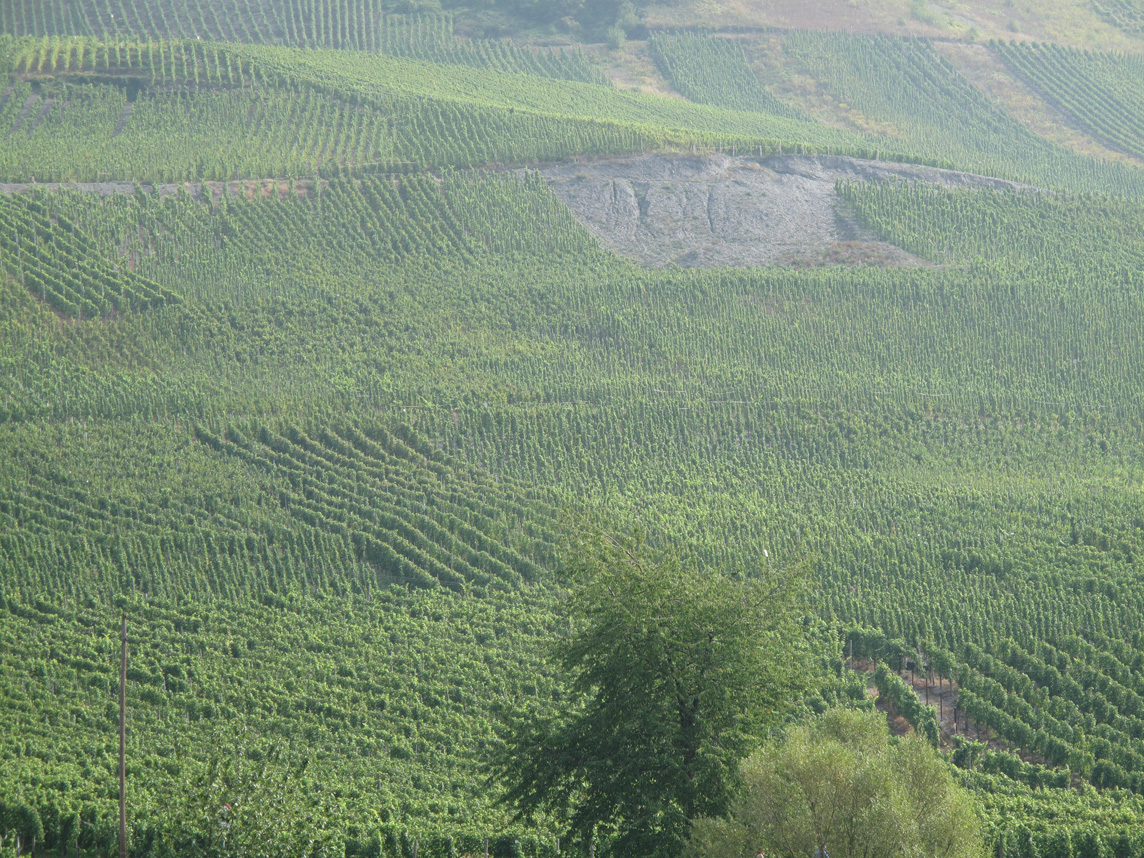 Grapes in production, Weinreben
