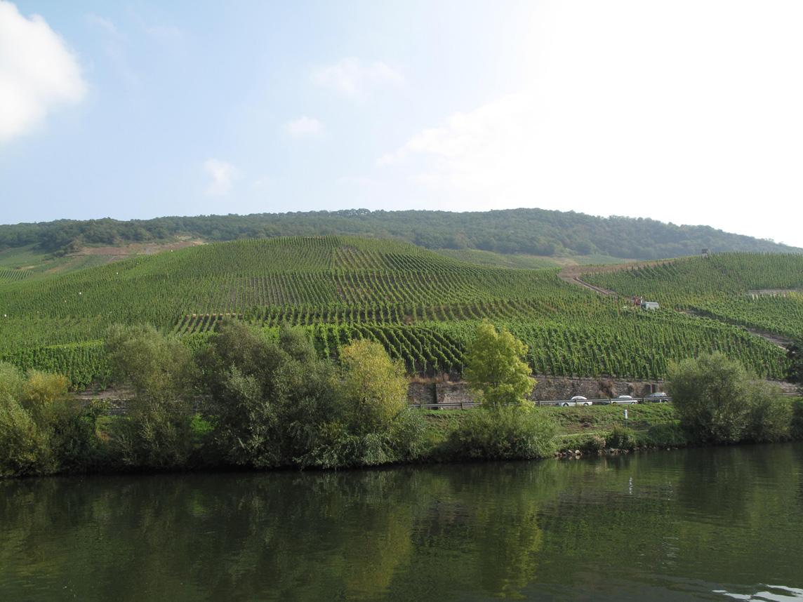 Weinreben