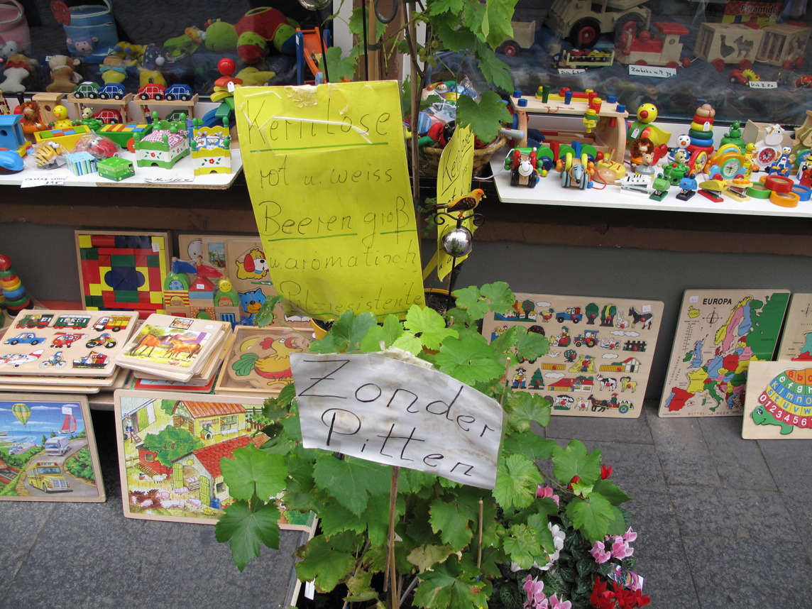 Weinreben