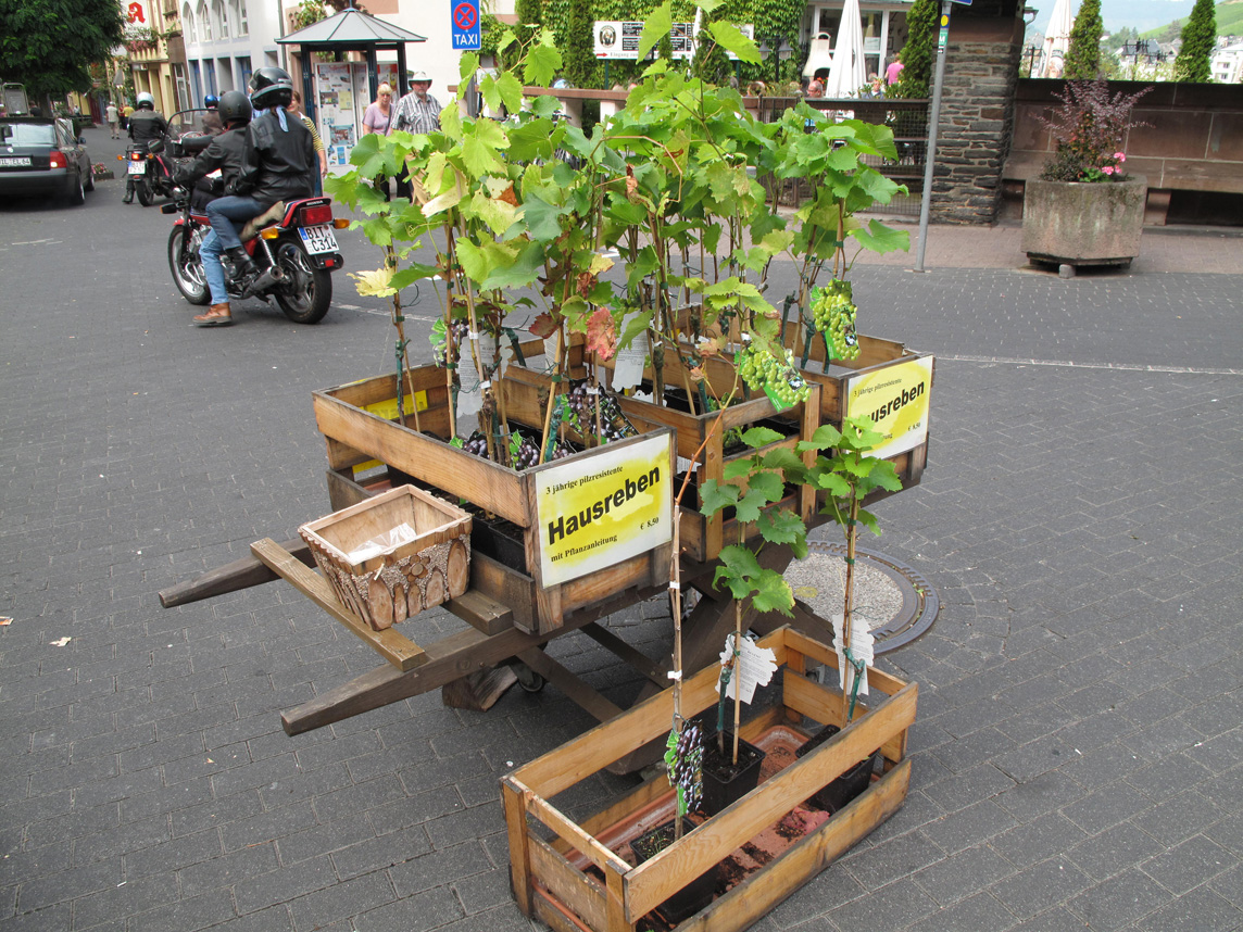 grapes for sale