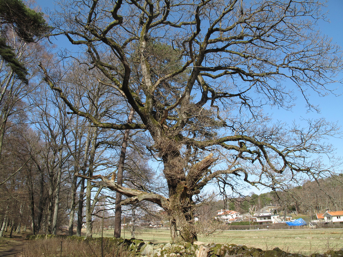 Gammal Ek, Old Oaktree