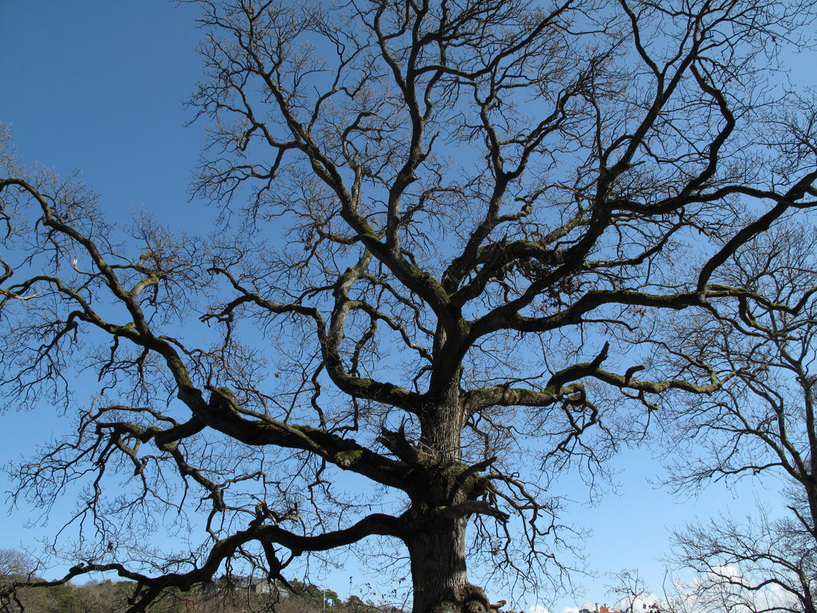 Gammal Ek, Old Oaktree