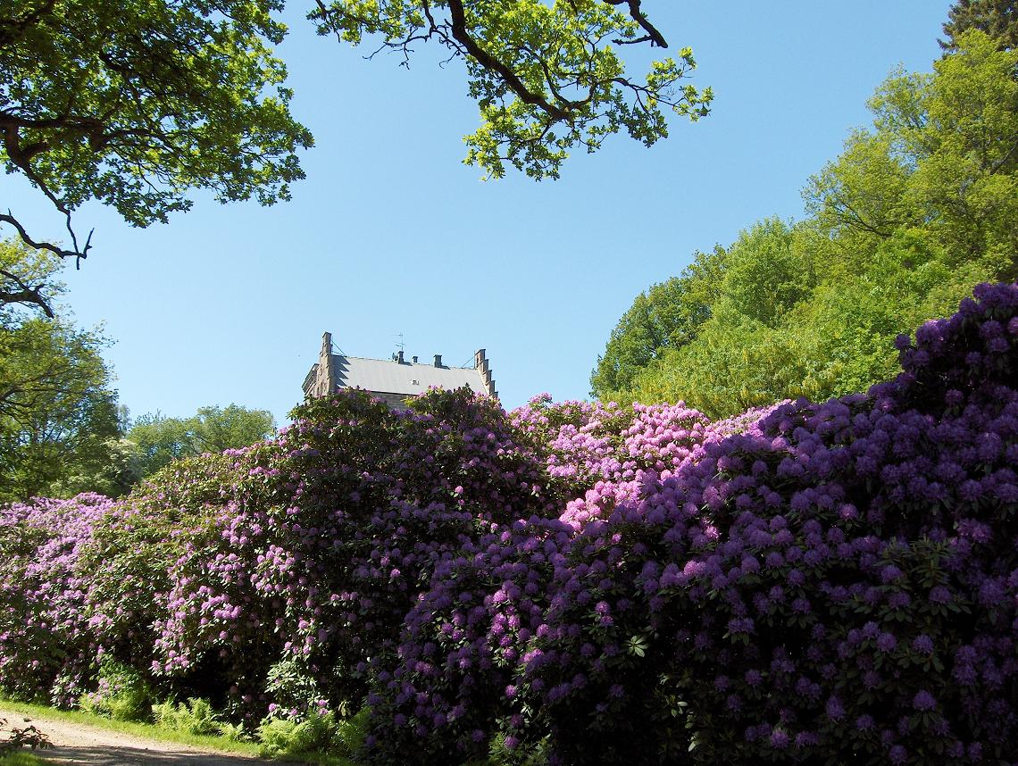 Hjuleberg, Rhodondendron