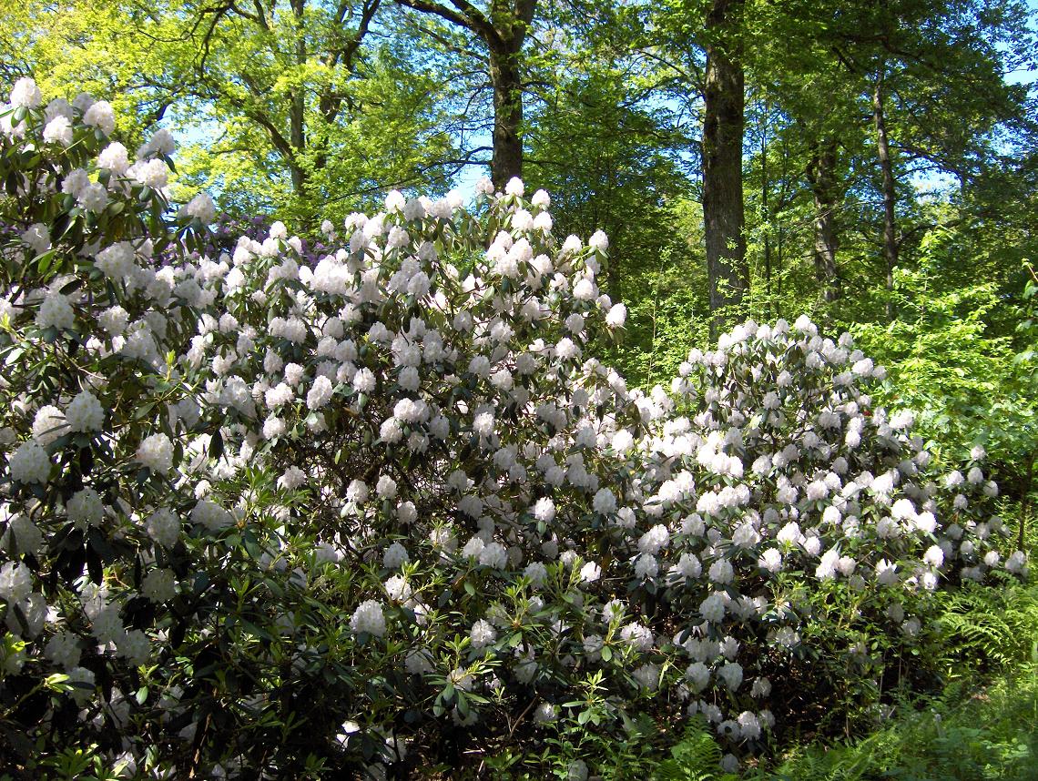 Hjuleberg, Rhodondendron