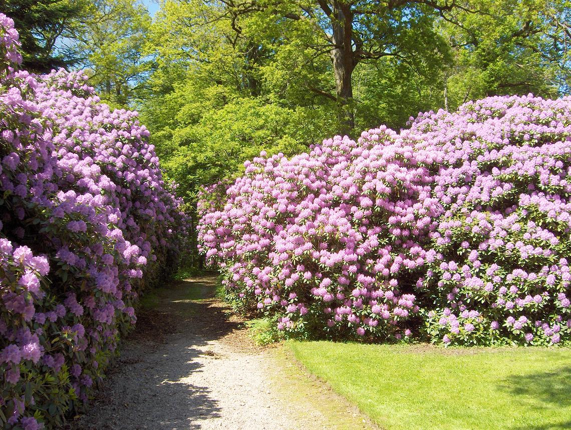 Hjuleberg, Rhodondendron