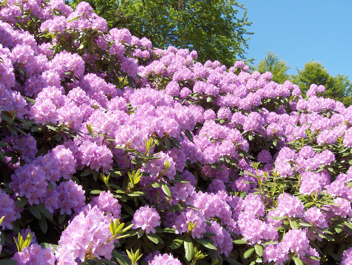 Hjuleberg, Rhodondendron