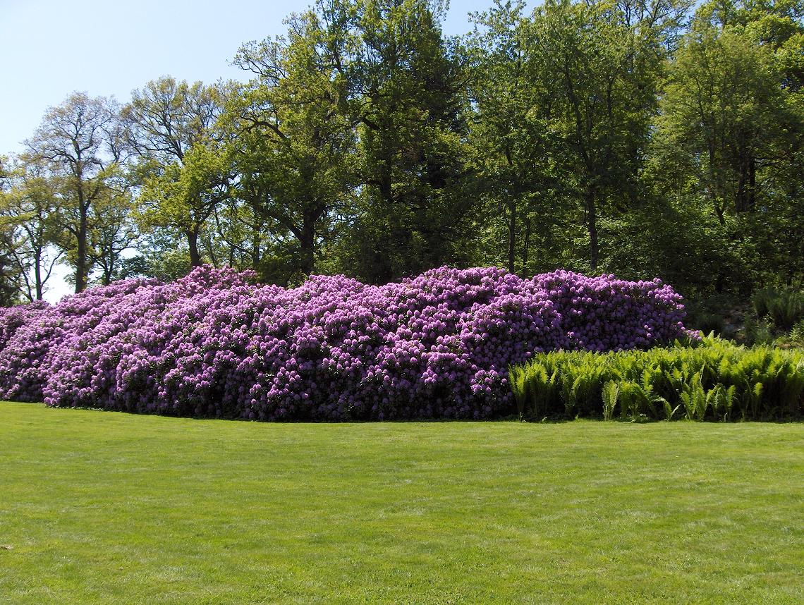 Hjuleberg, Rhodondendron