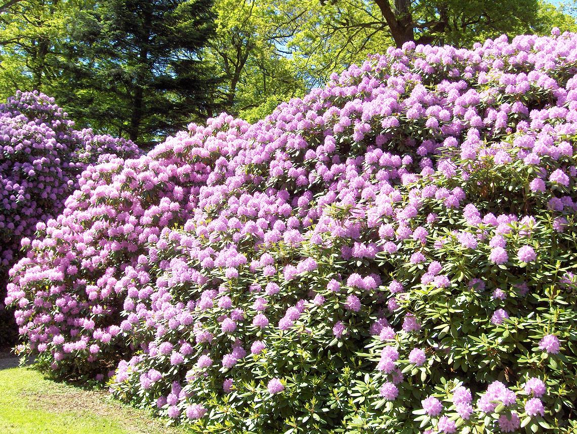 Hjuleberg, Rhodondendron