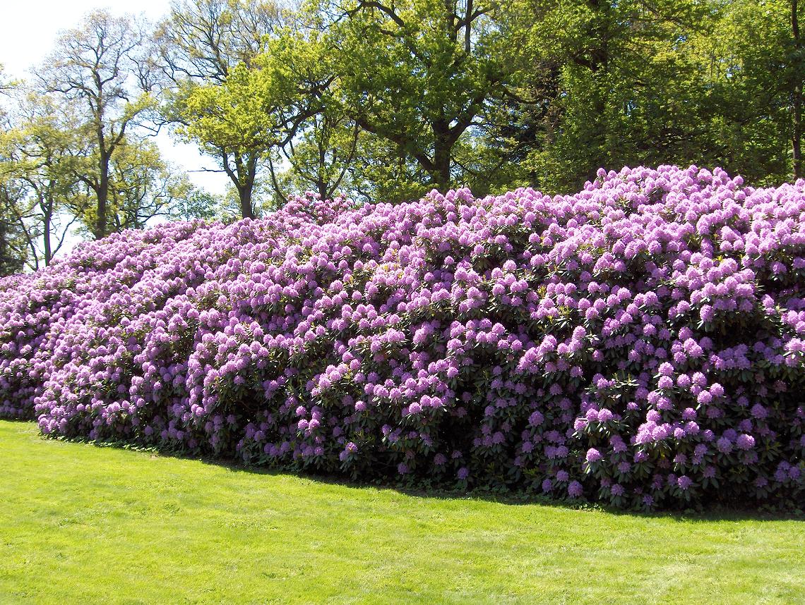 Hjuleberg, Rhodondendron