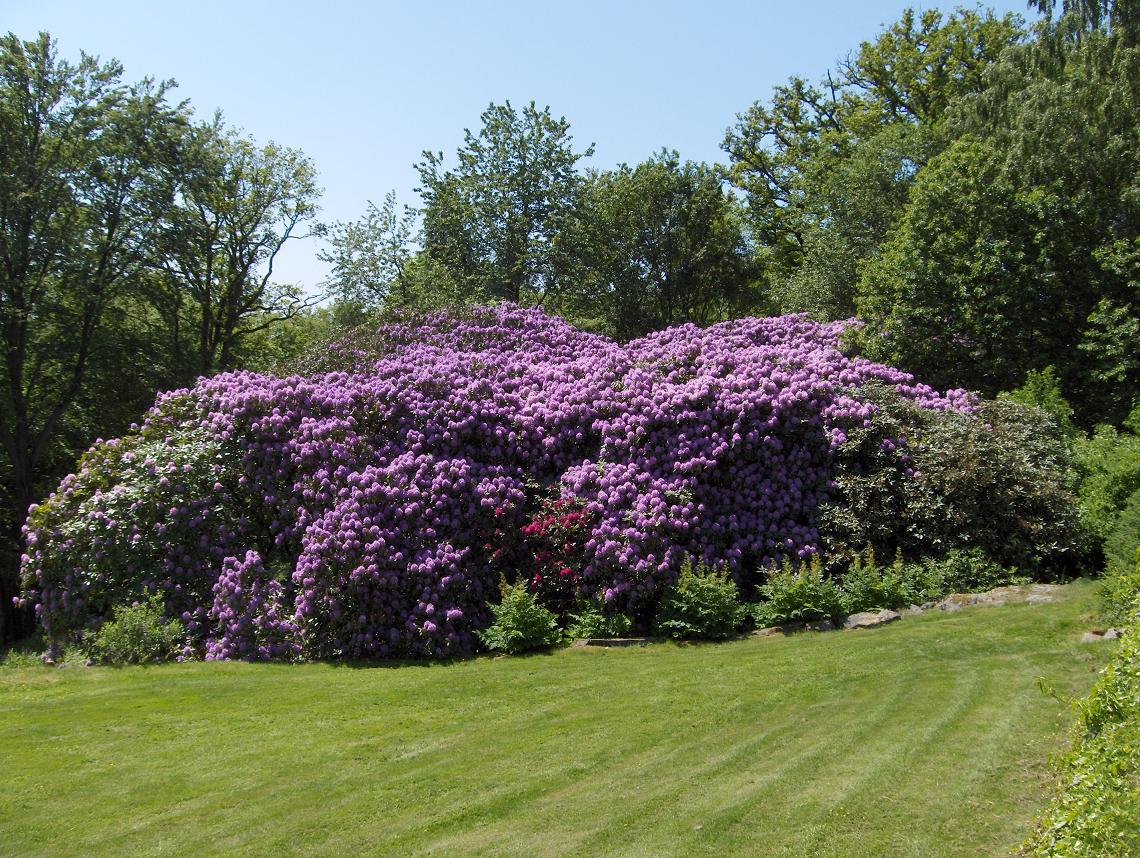 Hjuleberg, Rhodondendron