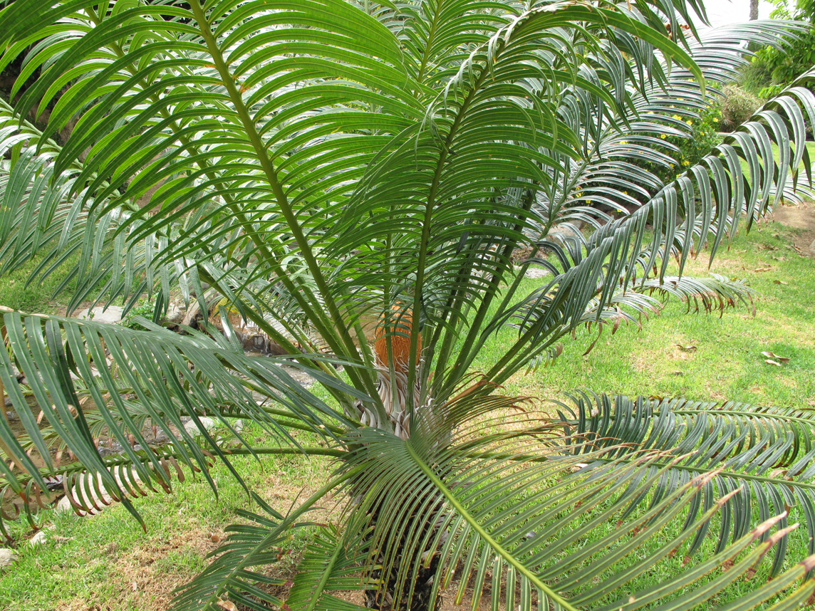 Sands of Maspalomas Dunes