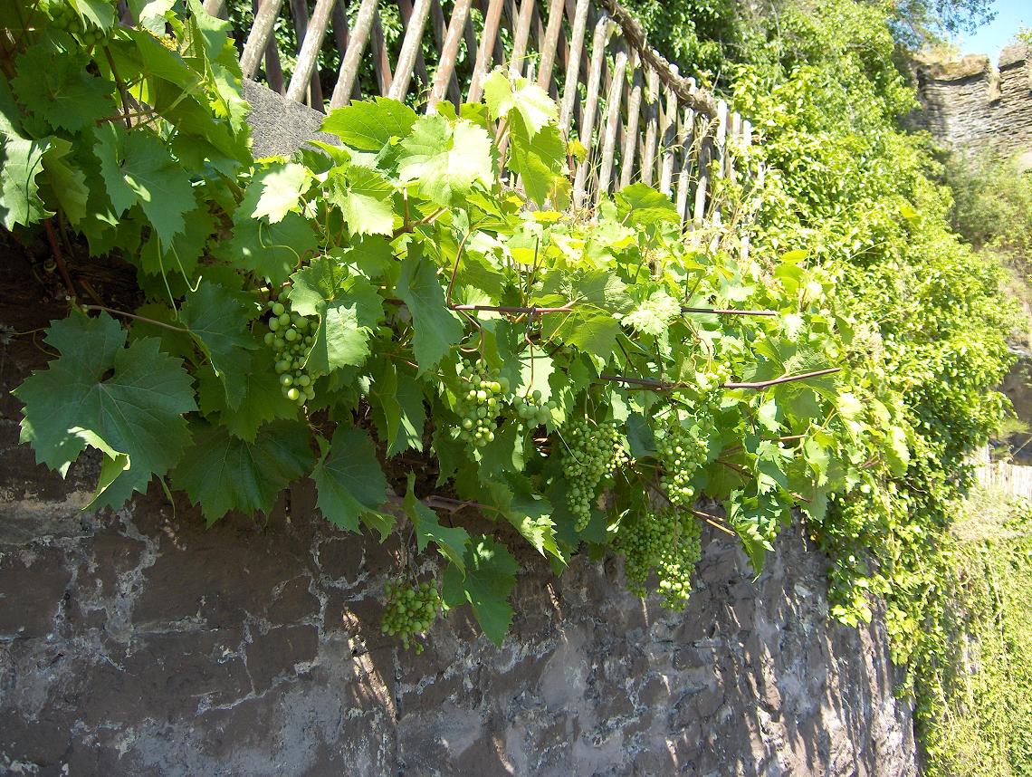 Grapes in Cochem
