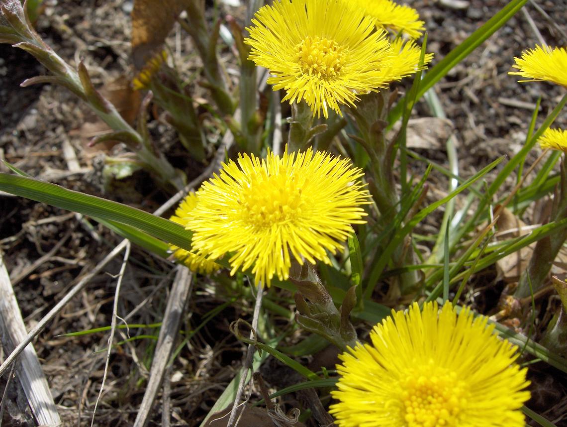 Tussilago
